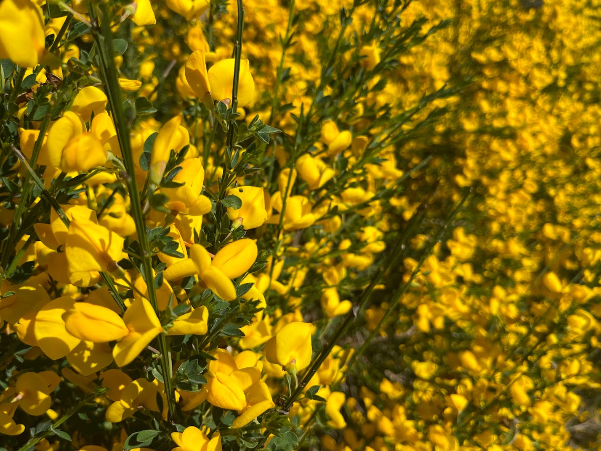 scotch broom yellow flowers on shrub