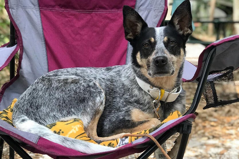 Scout the Australian cattle dog relaxing in a lawn chair after a day of camping in Fort DeSoto park