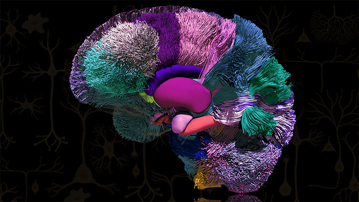 image of a multi-coloured textile artwork in the shape of the human brain