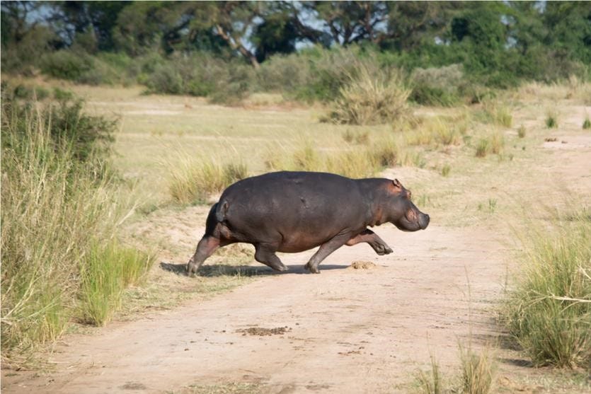 Hippo running