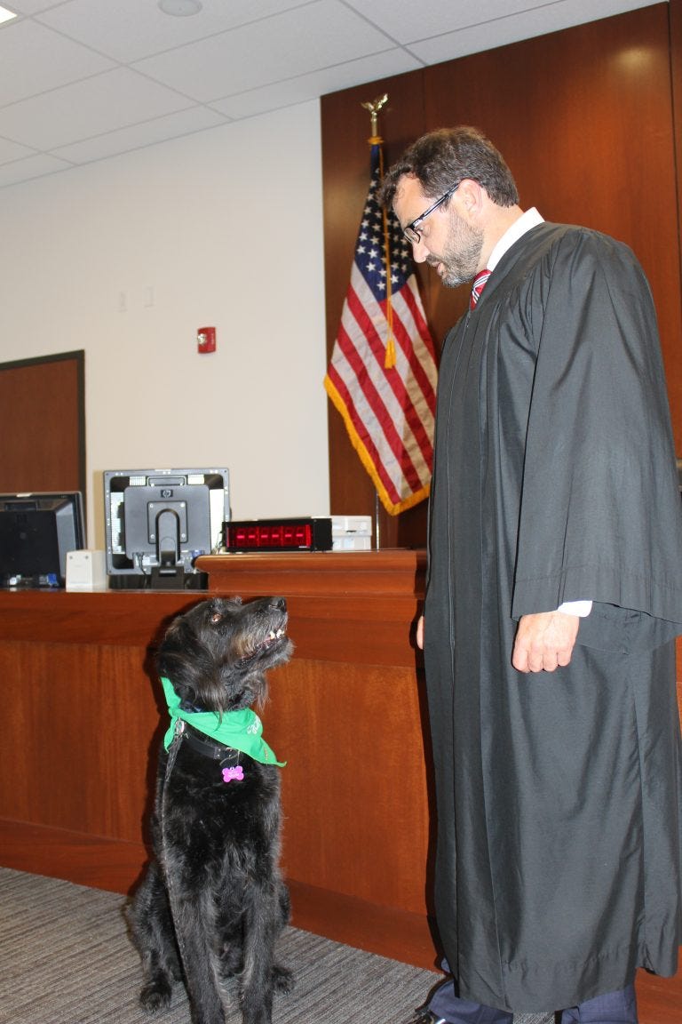Courtroom dogs gain popularity, but some raise concerns - Missouri Lawyers Media