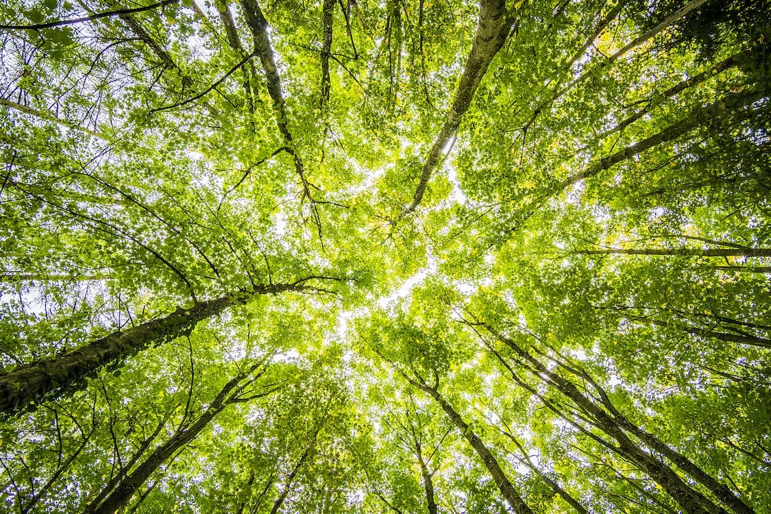 Free Worms Eyeview of Green Trees Stock Photo