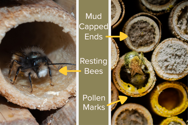 Top 5 Reasons Bees Aren't Nesting In Your Bee House