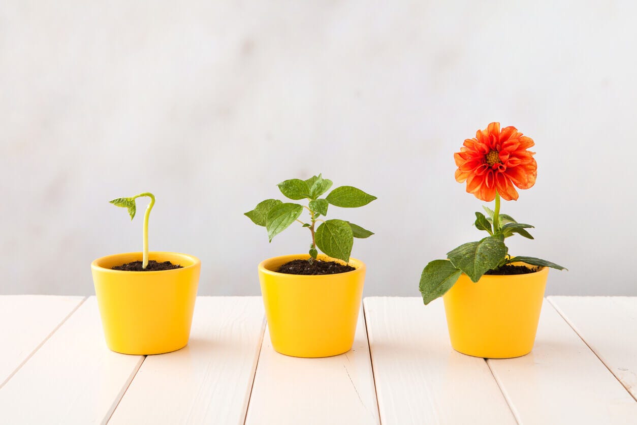 Three-stages-of-growth | Kellogg Garden Organics™