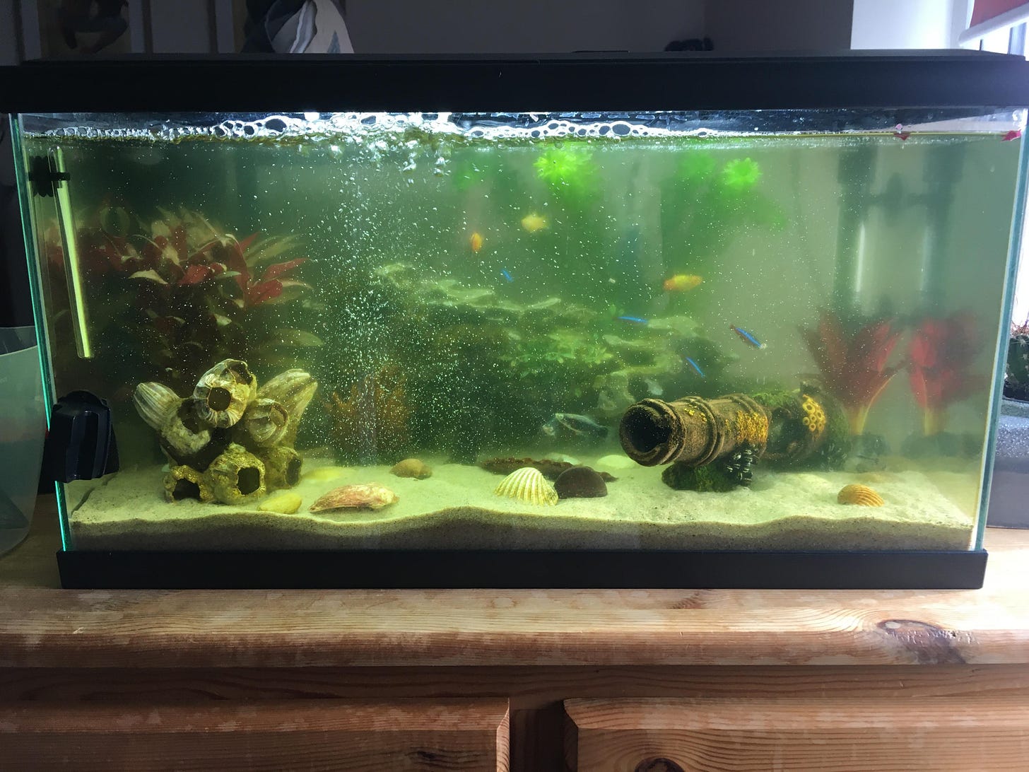 My fish tank keeps getting really dirty and we wash it every week, and we  replace the cartridge every month, can anybody help? : r/TropicalFish