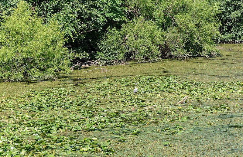 File:Great Blue Heron in Walden Waterfowl Refuge 1.jpg