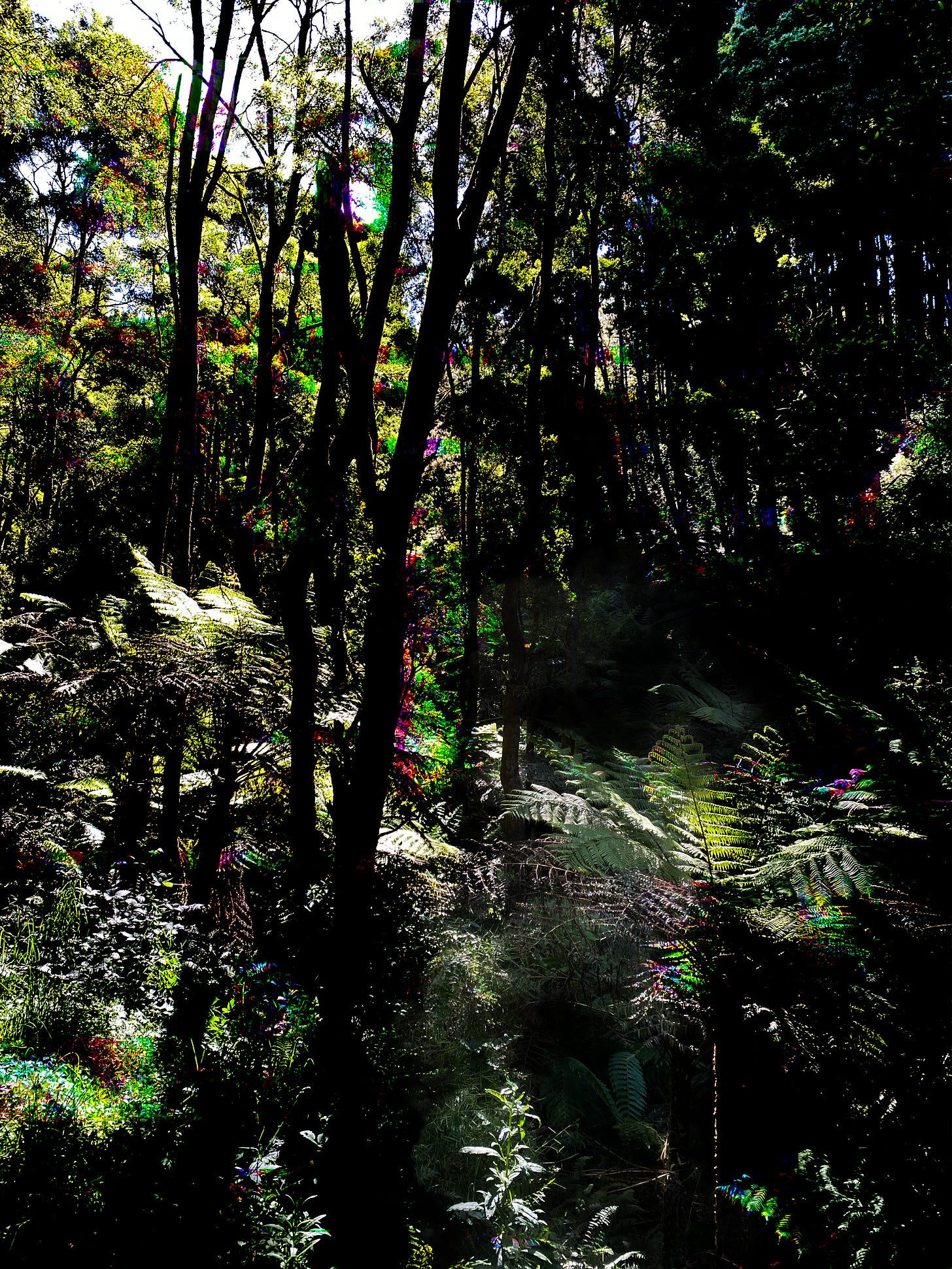 Dark, dense rainforest with disturbing colour glitches