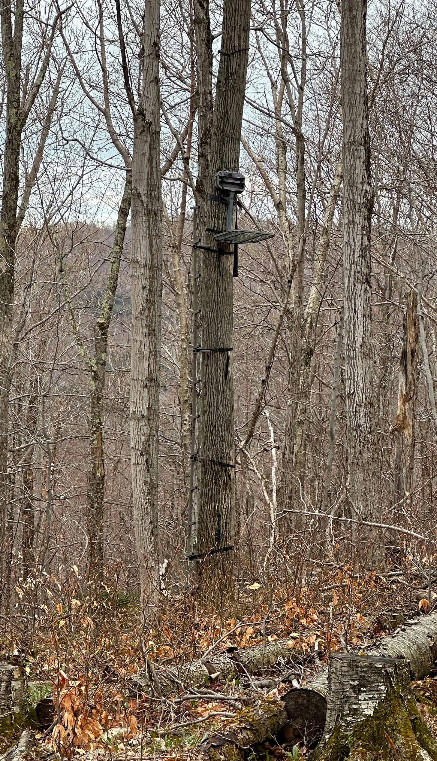 Hang on style treestand on tree.