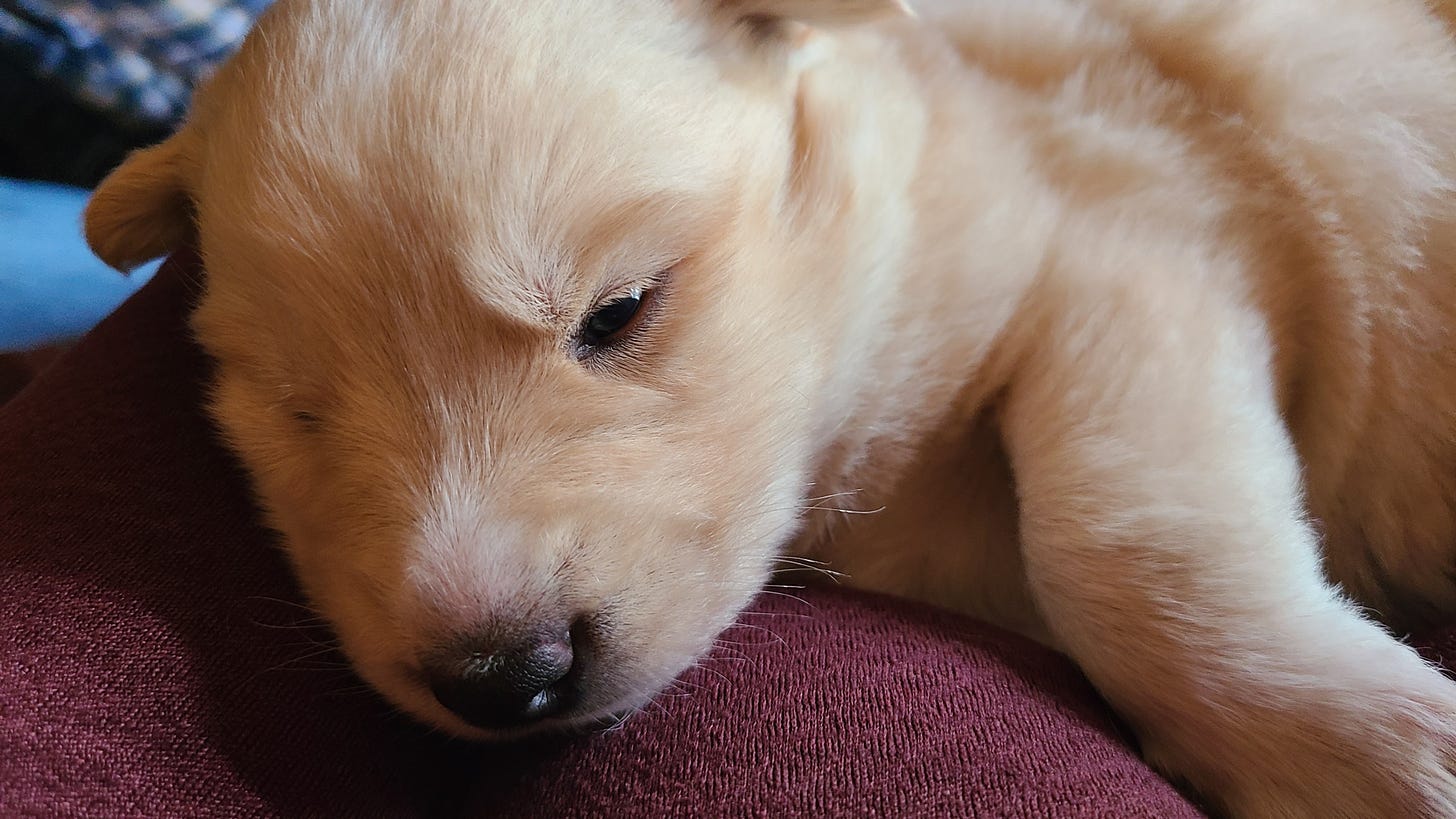 A white german shepherd and husky mix puppy, three weeks old, with its eyes barely open.