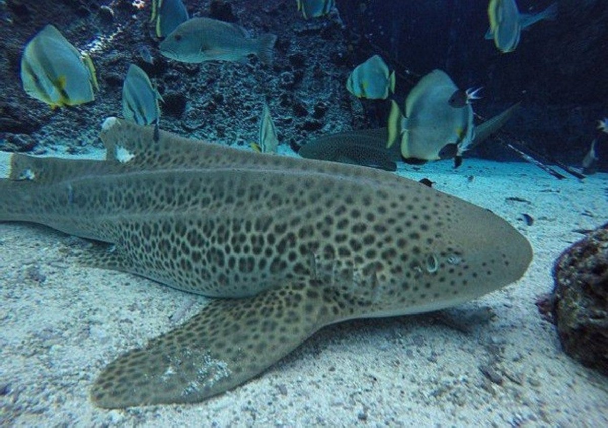 One Of Reef HQ Aquarium's Zebra Sharks Surprised Everyone With A "Virgin  Birth"