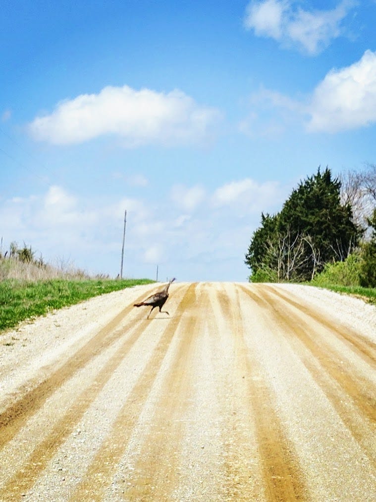A wild turkey crossing a gravel road