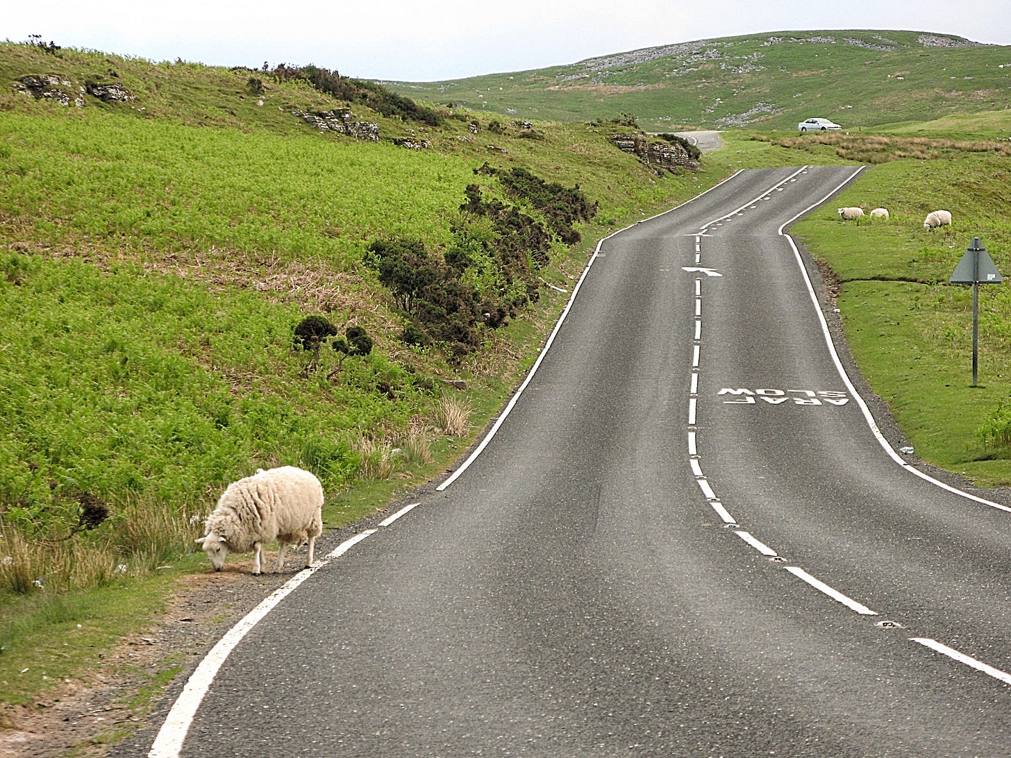 A sheep eating grass on the side of a lush, rolling mountain road.