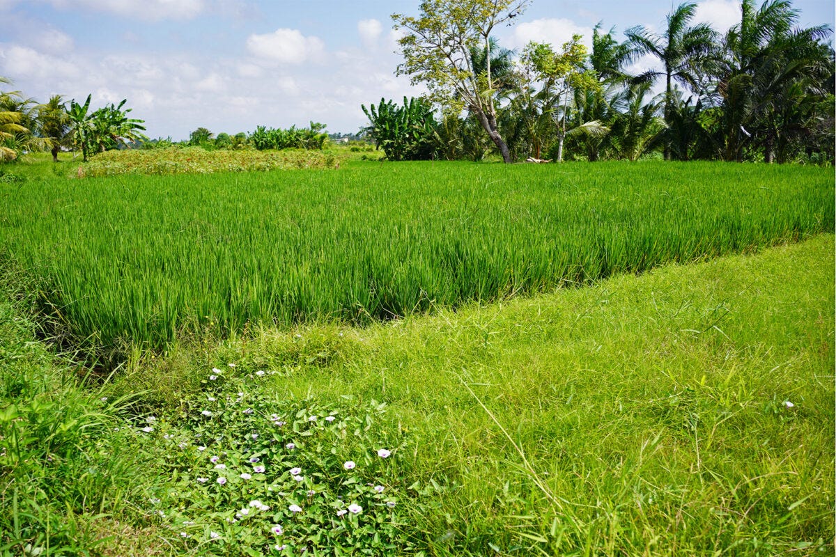 Rice and fallow fields in Lotudunduh.