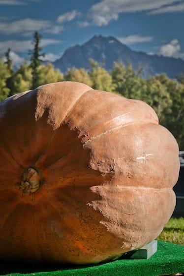A pumpkin sits in the foreground with a scenic background.