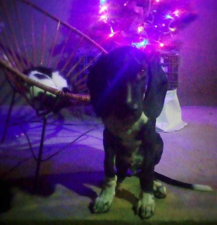 A puppy with large floppy ears and huge paws sits in front of a Christmas tree.