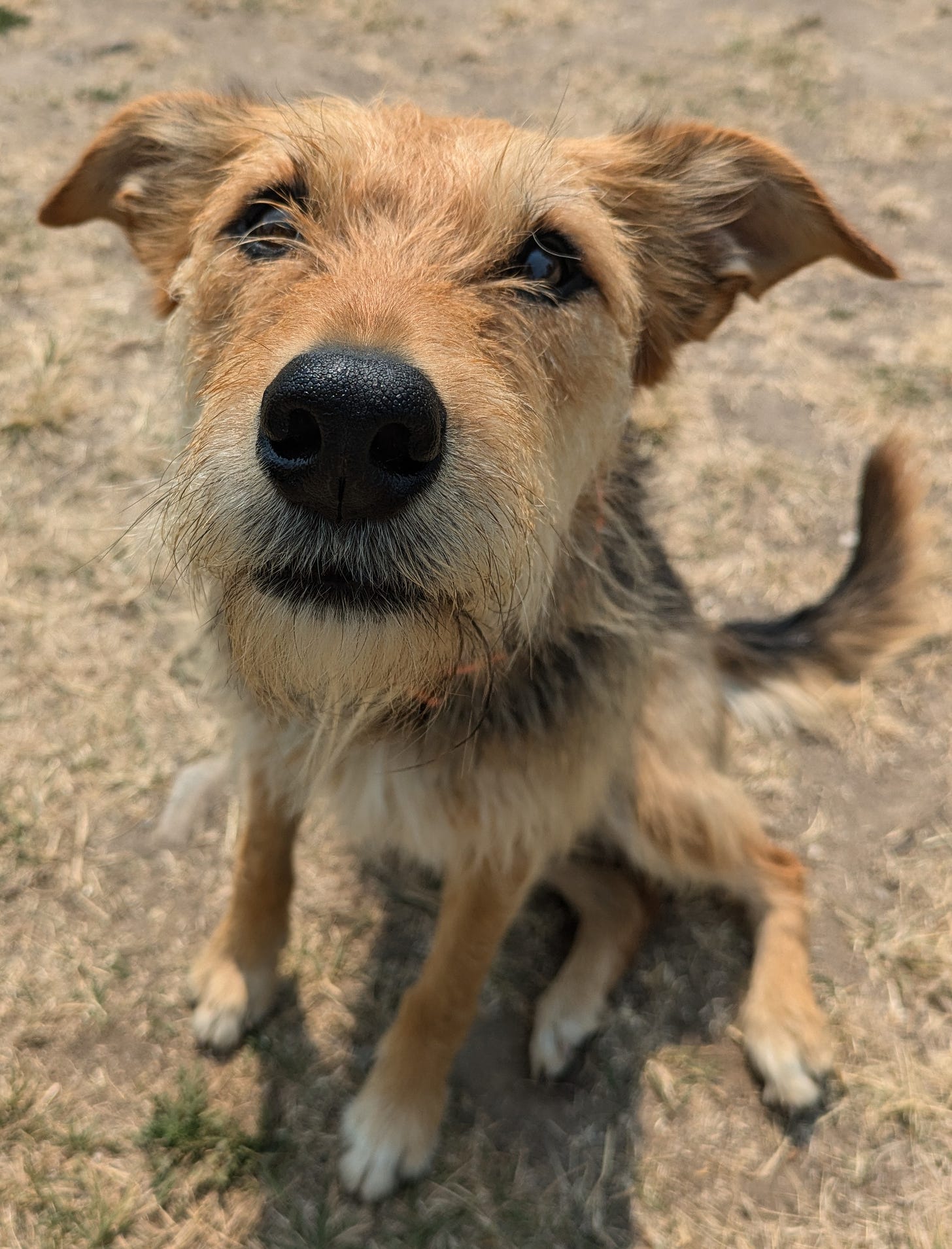 a wiry haired black and tan dog, looking up at the camera