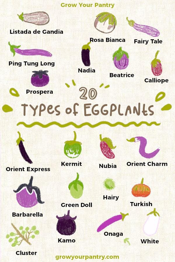 20 Types of Eggplant | A Detailed Look At All Varieties ...