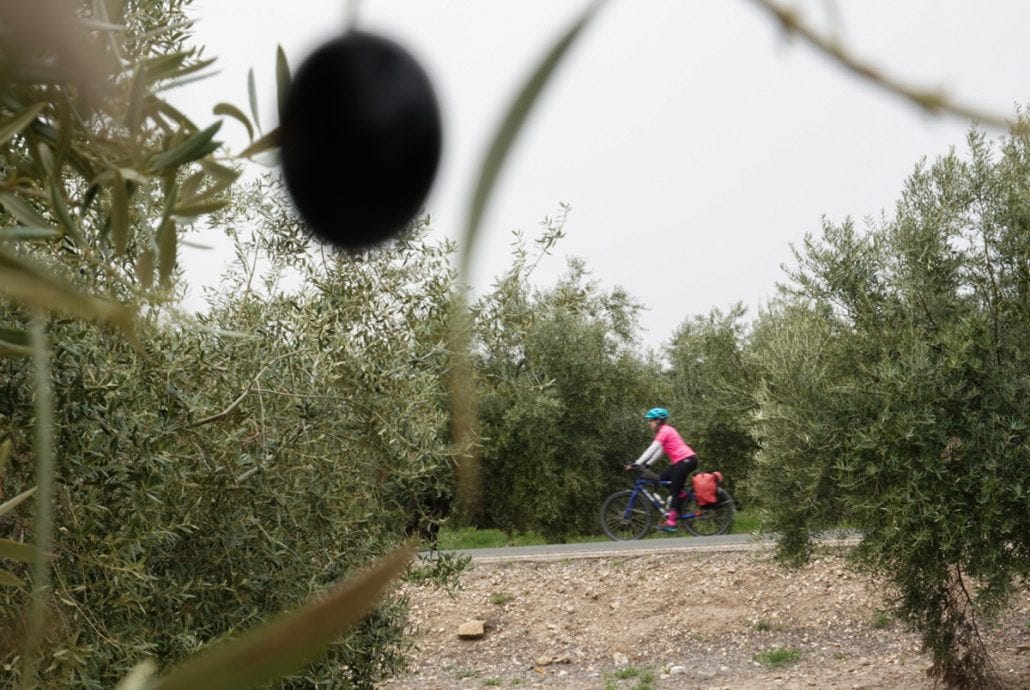 Charging through miles upon miles of olive groves.