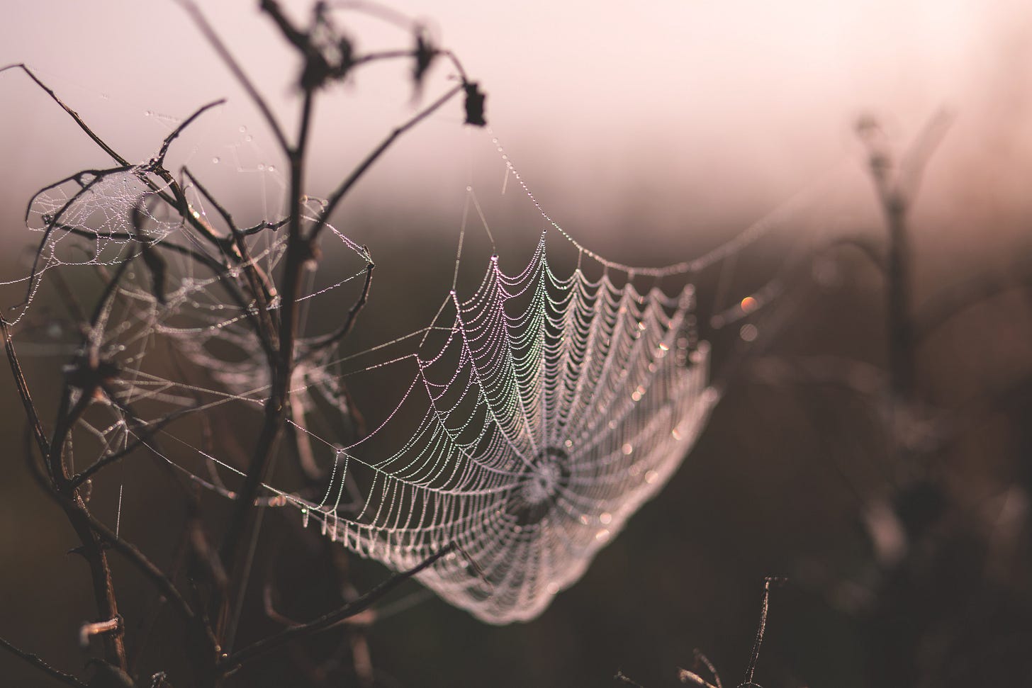 A highly stylised photo of a spiderweb covered with dew, in a pink toned mist A highly stylised photo of a spiderweb covered with dew, in a pink toned mist