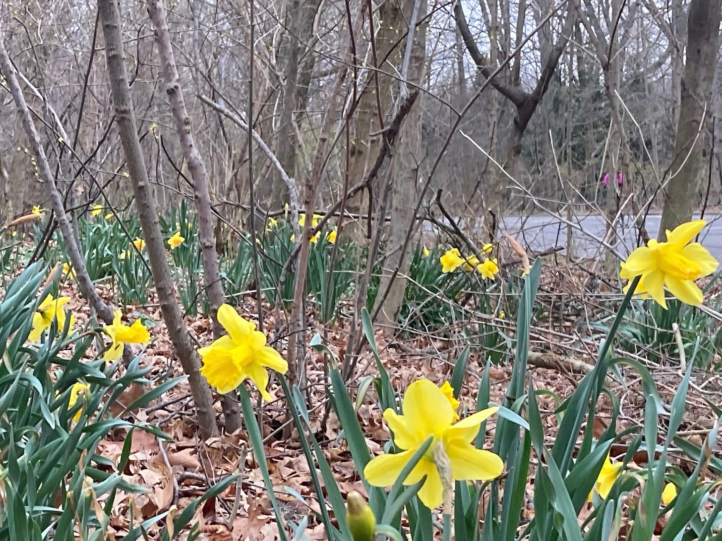 daffodils blooming in the woods