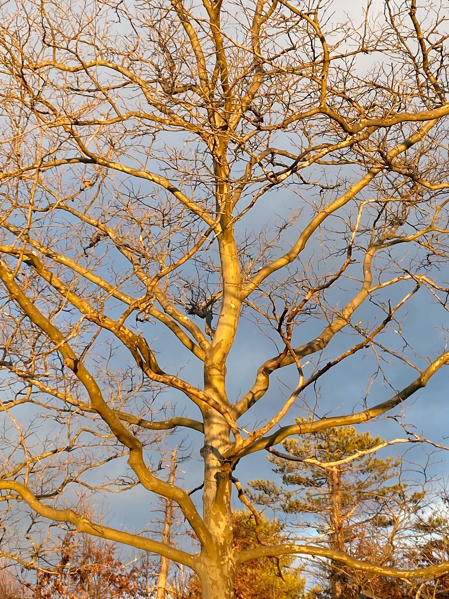 Many branches of a tree with no leaves, against a blue-grey sky, with sunlight brightening the tree bark.