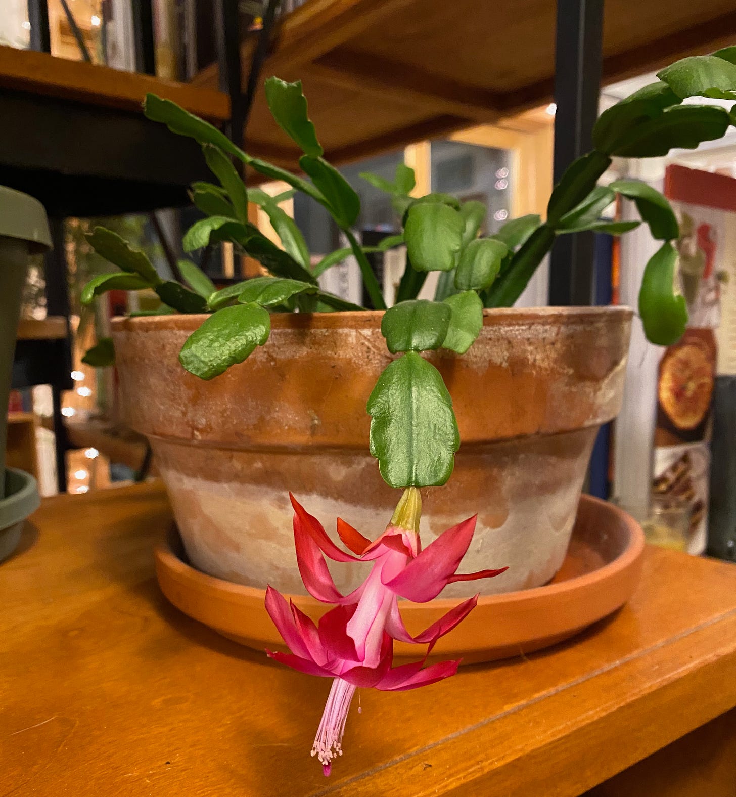 A terracotta pot holding a Christmas cactus, with one many-petaled bright pink flower.