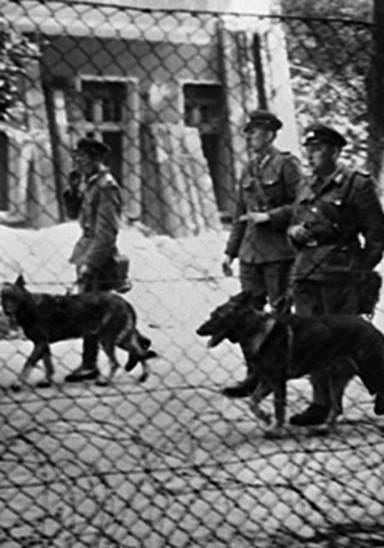 The "DDR German Shepherd"