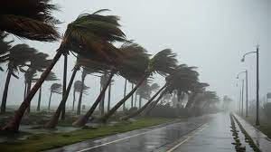 Why do Palm trees survive hurricanes? | Future Tree Health