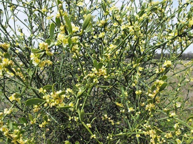 [Micro]citrus glauca [DESERT LIME - Foliage & flowers - ATLAS].jpeg