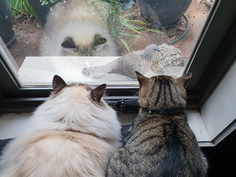 Two cats looking out the window at a grey dove.