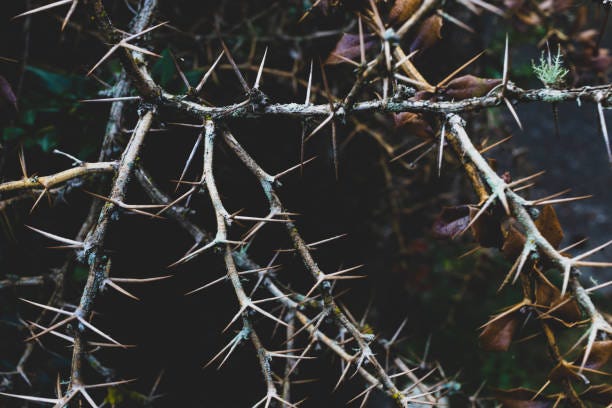 299,900+ Thorns Stock Photos, Pictures & Royalty-Free Images - iStock |  Rose thorns, Crown thorns, Roses thorns