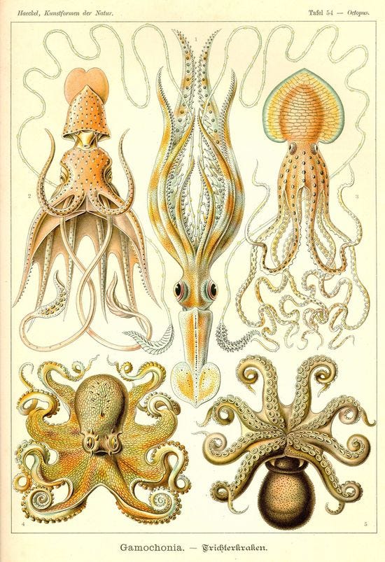 91 Vintage scientific illustrations ideas | scientific illustration,  illustration, botanical illustration
