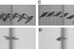 Panels A and B show the side-on and underneath view of a hummingbird passing through an aperture sideways. C and D show the same views of the hummingbird passing thorough an aperture like a bullet with its wings swept back.