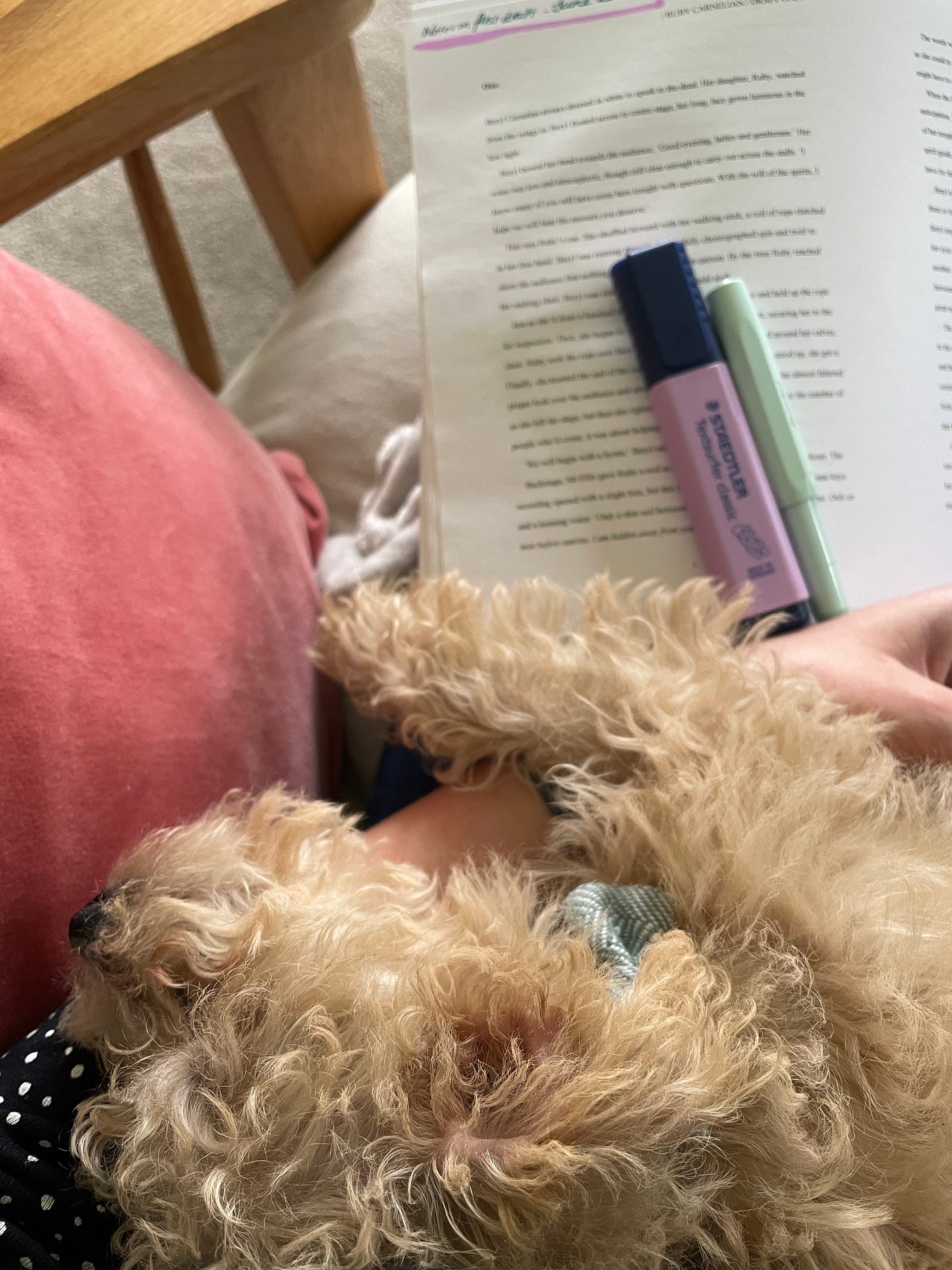 A photo I took when starting my manuscript read through. A blurry printed out manuscript is visible alongside my arm cradling my sleeping puppy.