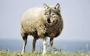 Wolf In Sheep'S Clothing - Free photo on Pixabay - Pixabay