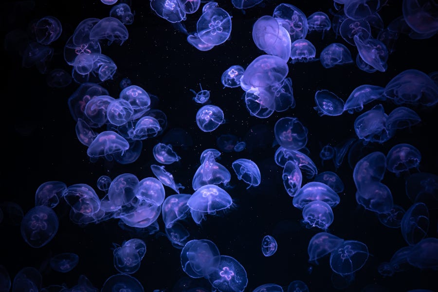 Beautiful light reflection jellyfish by pvproductions on Freepik