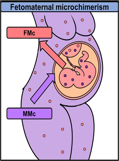 Feto-maternal microchimerism: Memories from pregnancy: iScience