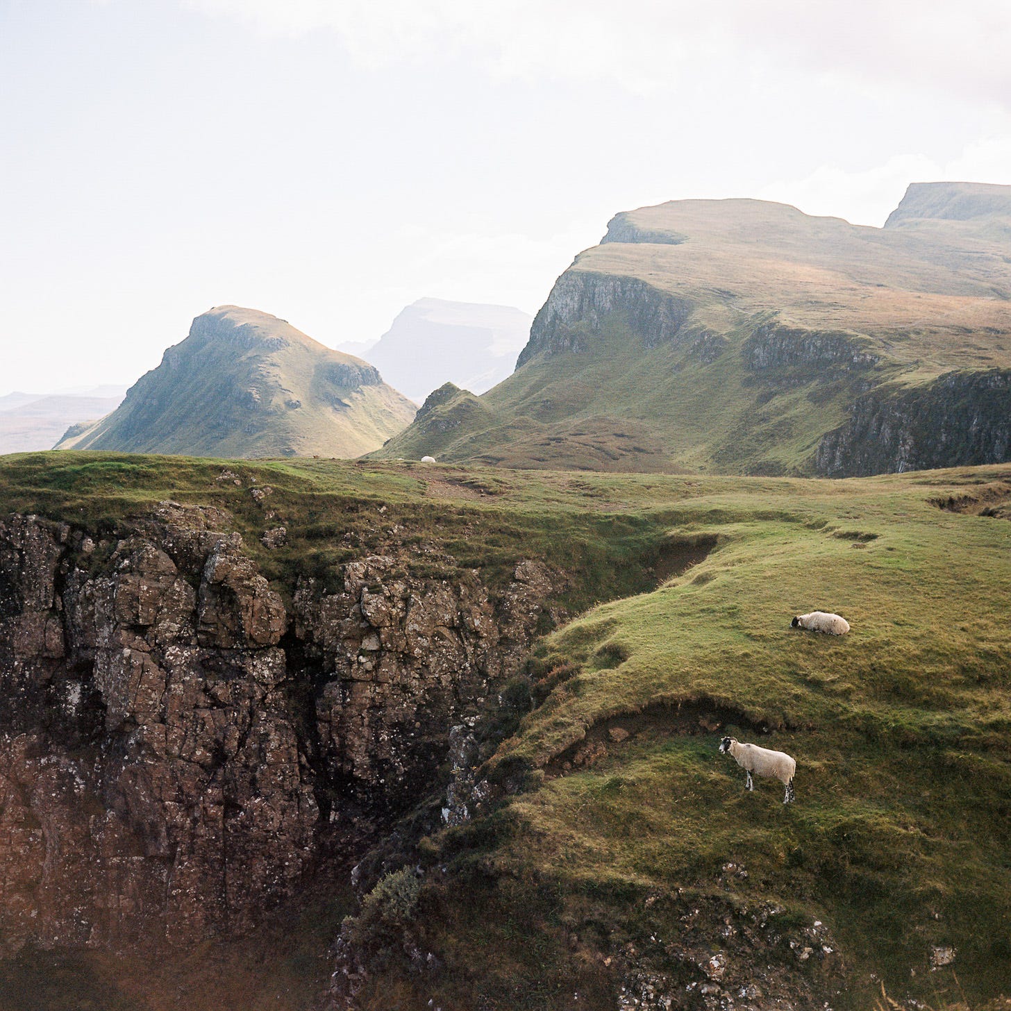 Photo of sheep at the Quirang