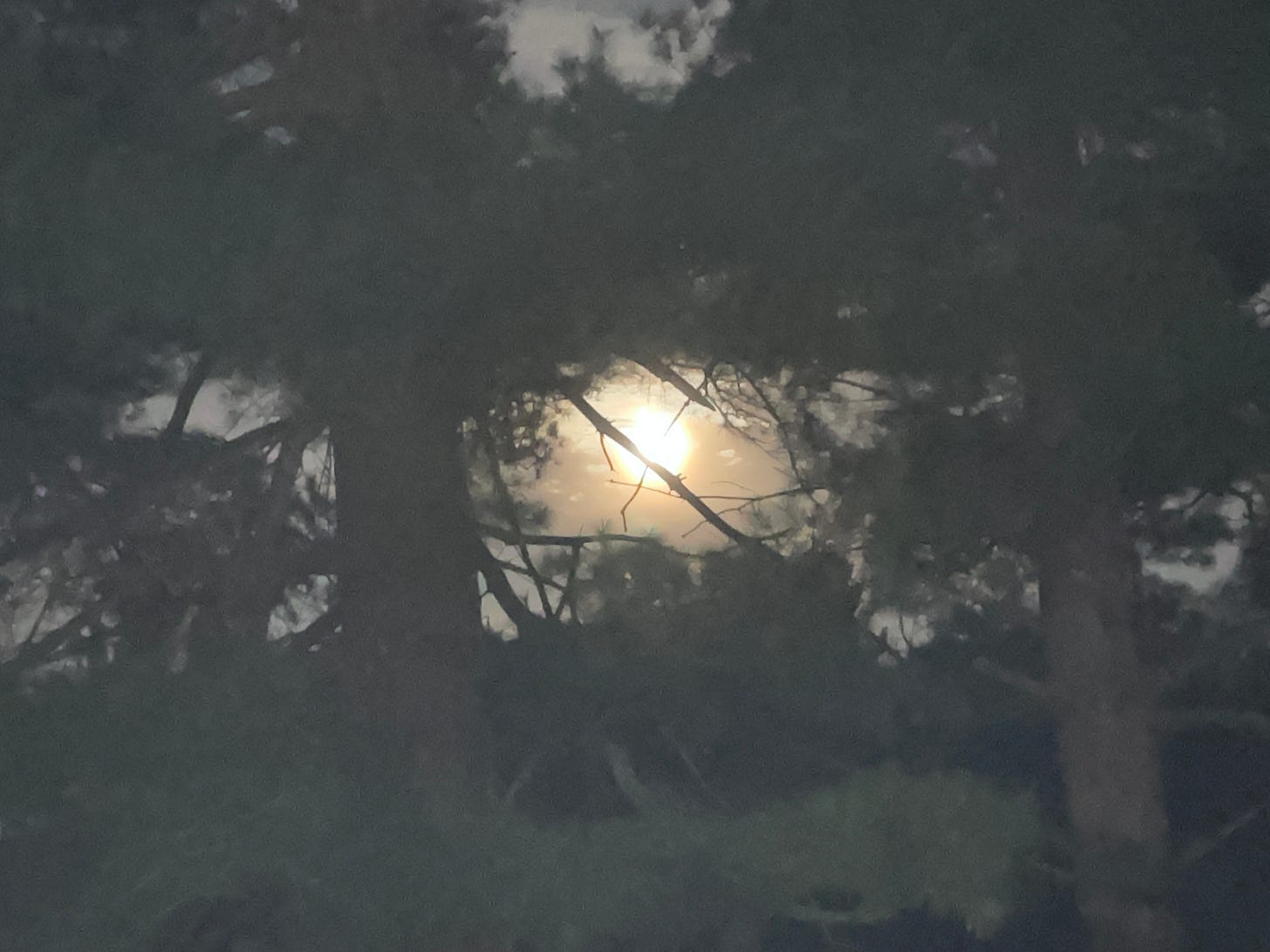 A bright full moon glimpsed through the branches of pine trees.