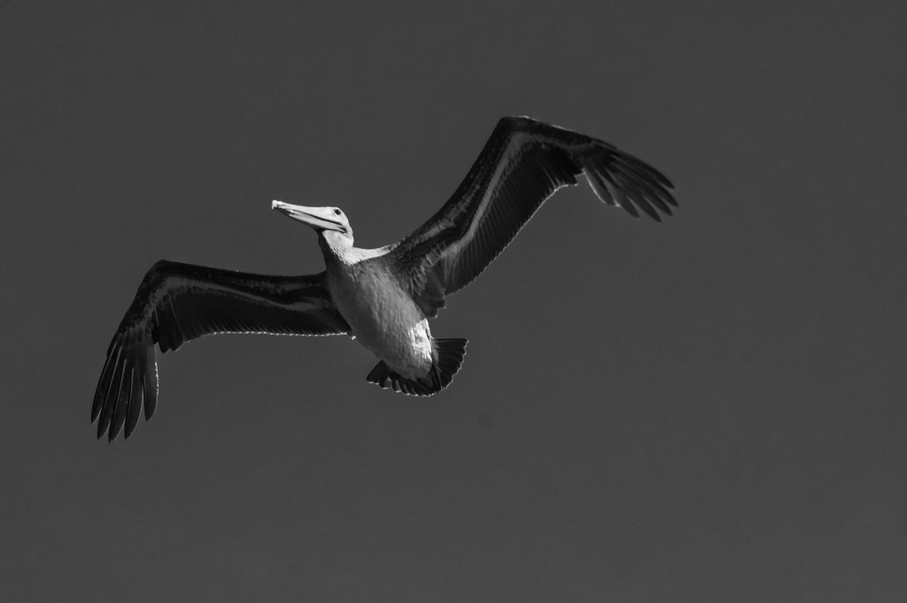 A monochrome photo of a sunlit pelican in flight against a cloudless sky, shot from below. You can see the bones in the underside of the wings.