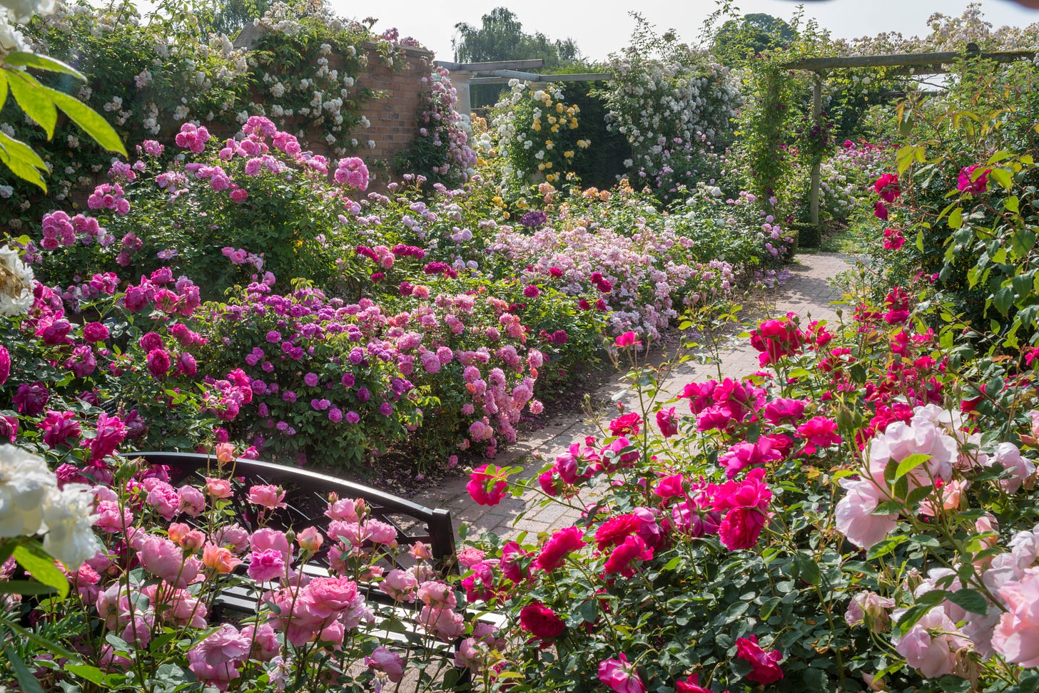 a rose garden