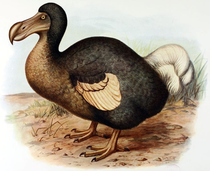 File:Frohawk Dodo.png