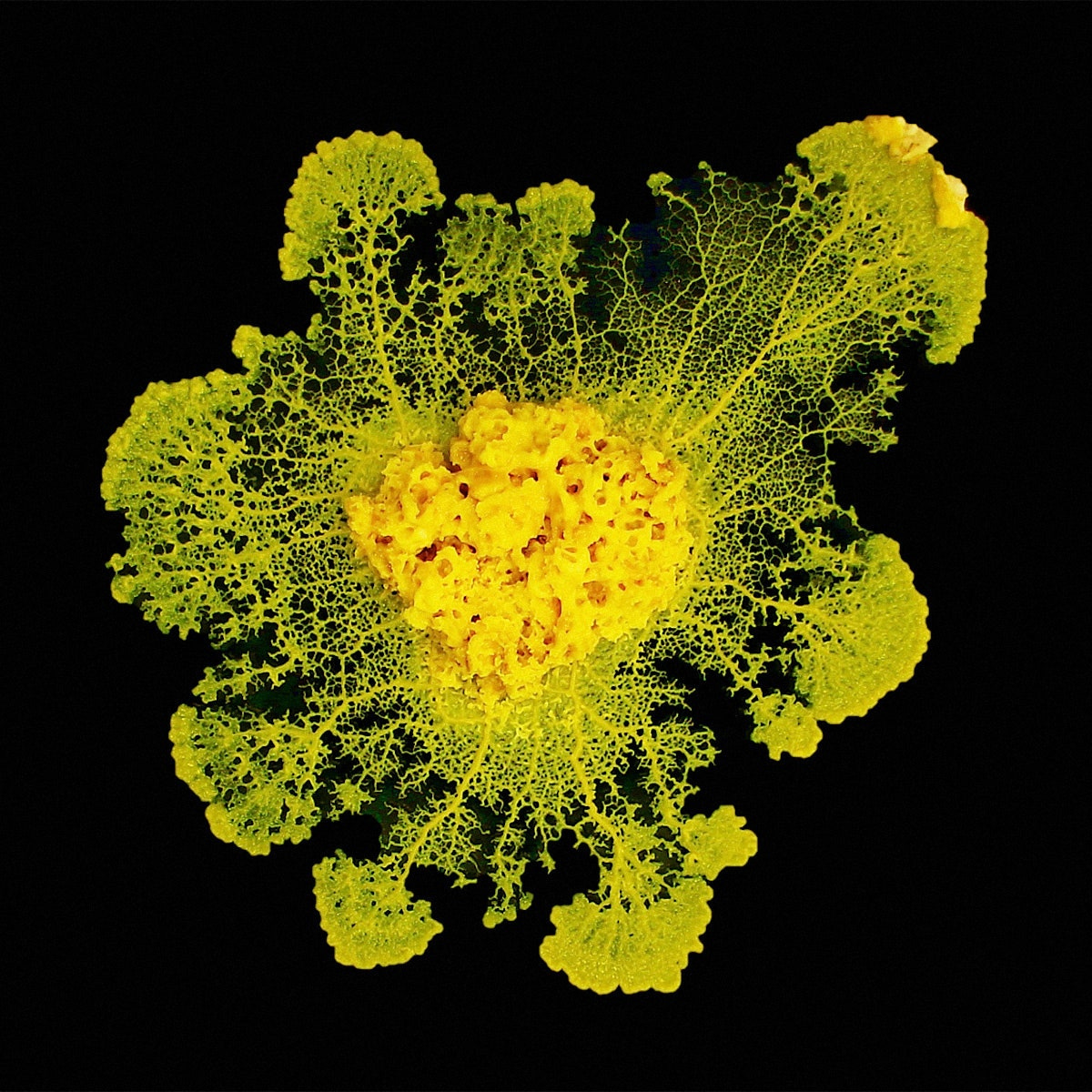 Slime Molds Remember—But Do They Learn? | WIRED