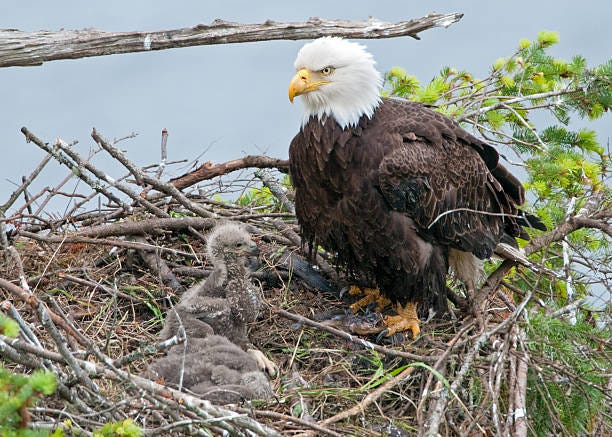 2,100+ Bald Eagle Chick Stock Photos, Pictures & Royalty-Free Images -  iStock | Bald eagle baby