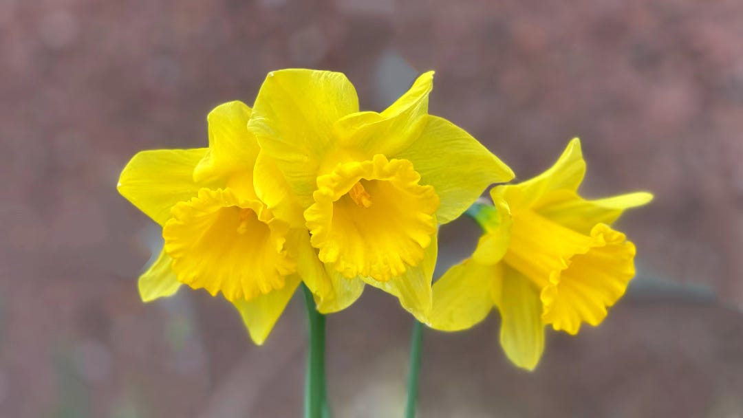 three daffodils