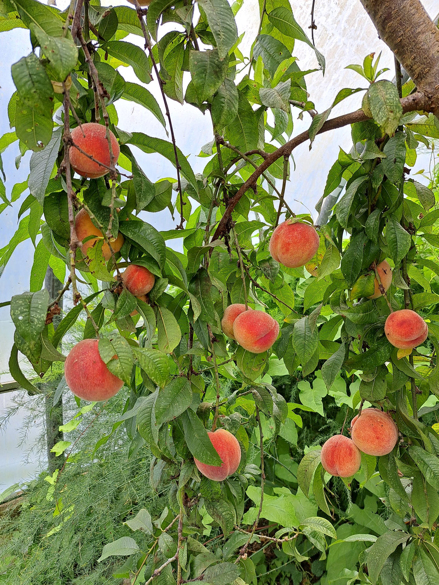 Cornish peach tree with fruit