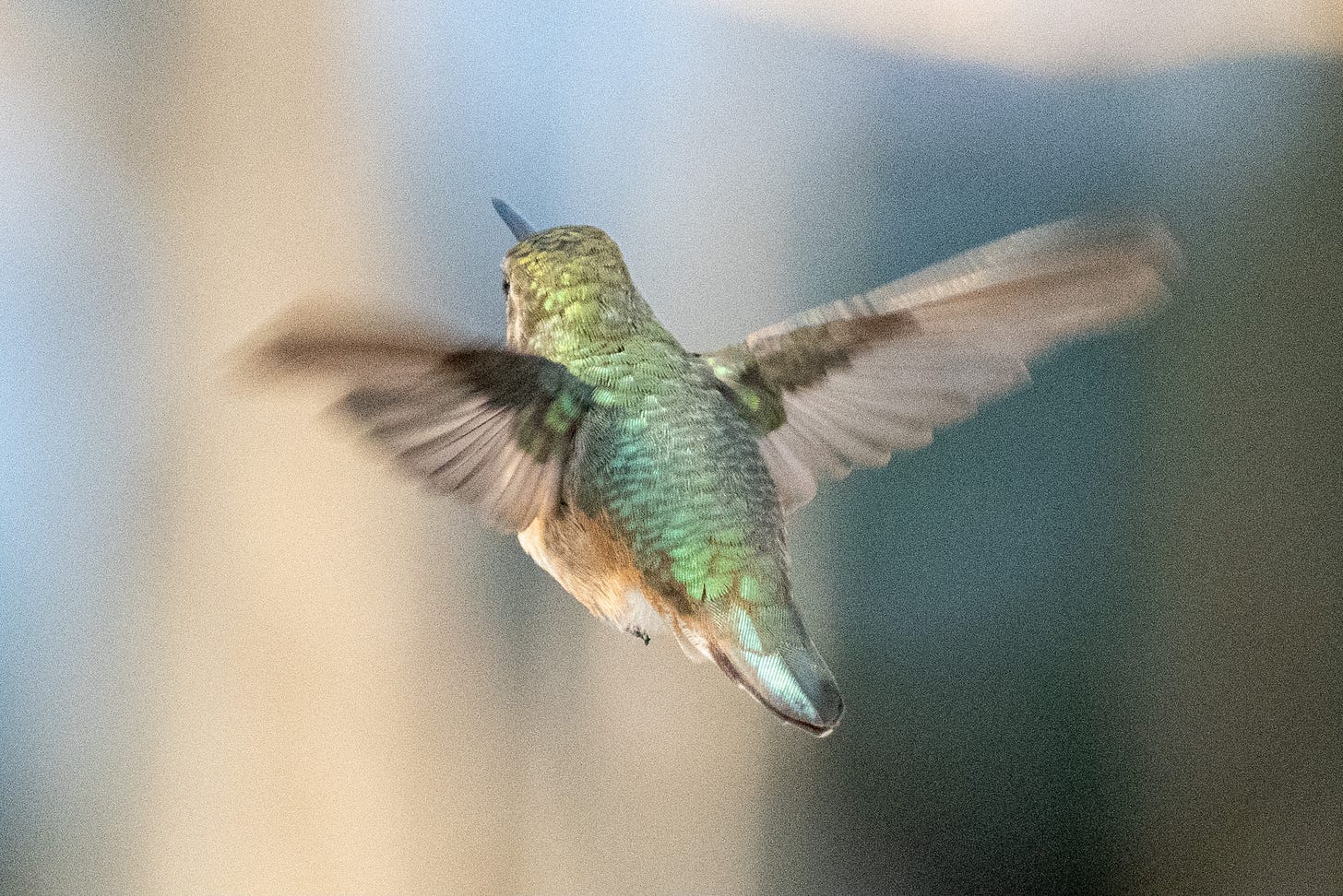 A hummingbird in flight, its emerald-scaled back to the viewer