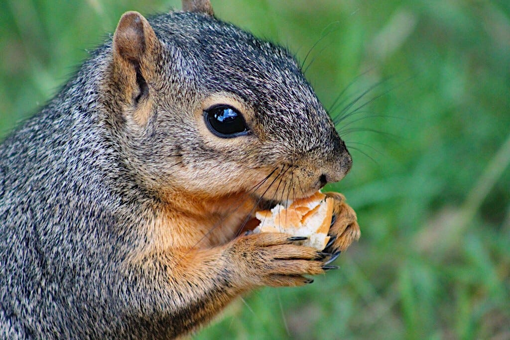 Species of Texas Squirrels and the Laws About Pest Control | The Critter  Squad Texas Wildlife Removal & Control