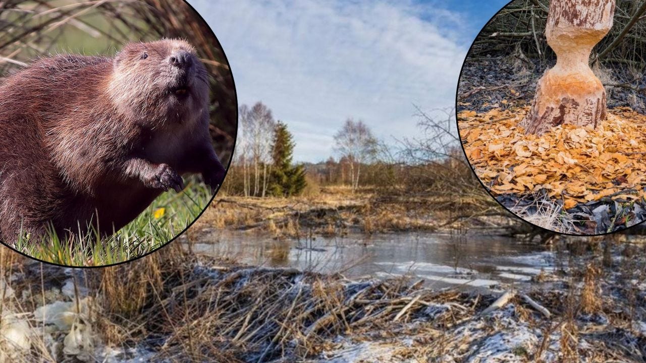 Beaver-built dams save conservationists €1.2 million Beaver-built dams save conservationists €1.2 million
