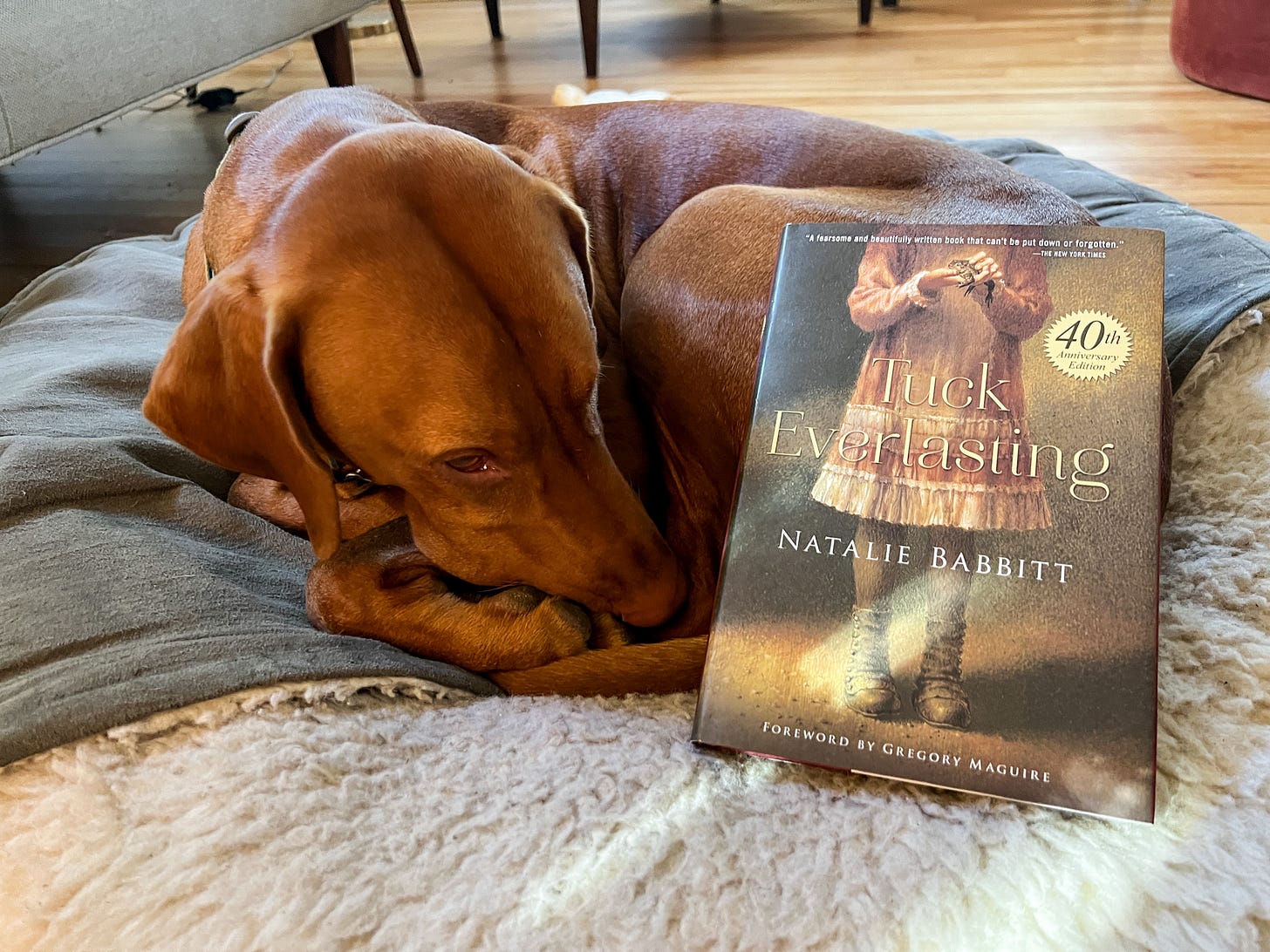 Leif the one eyed vizsla curled up with Tuck Everlasting.